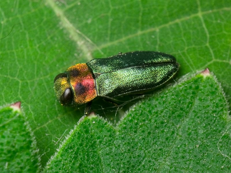 Anthaxia signaticollis Krynicky, 1832